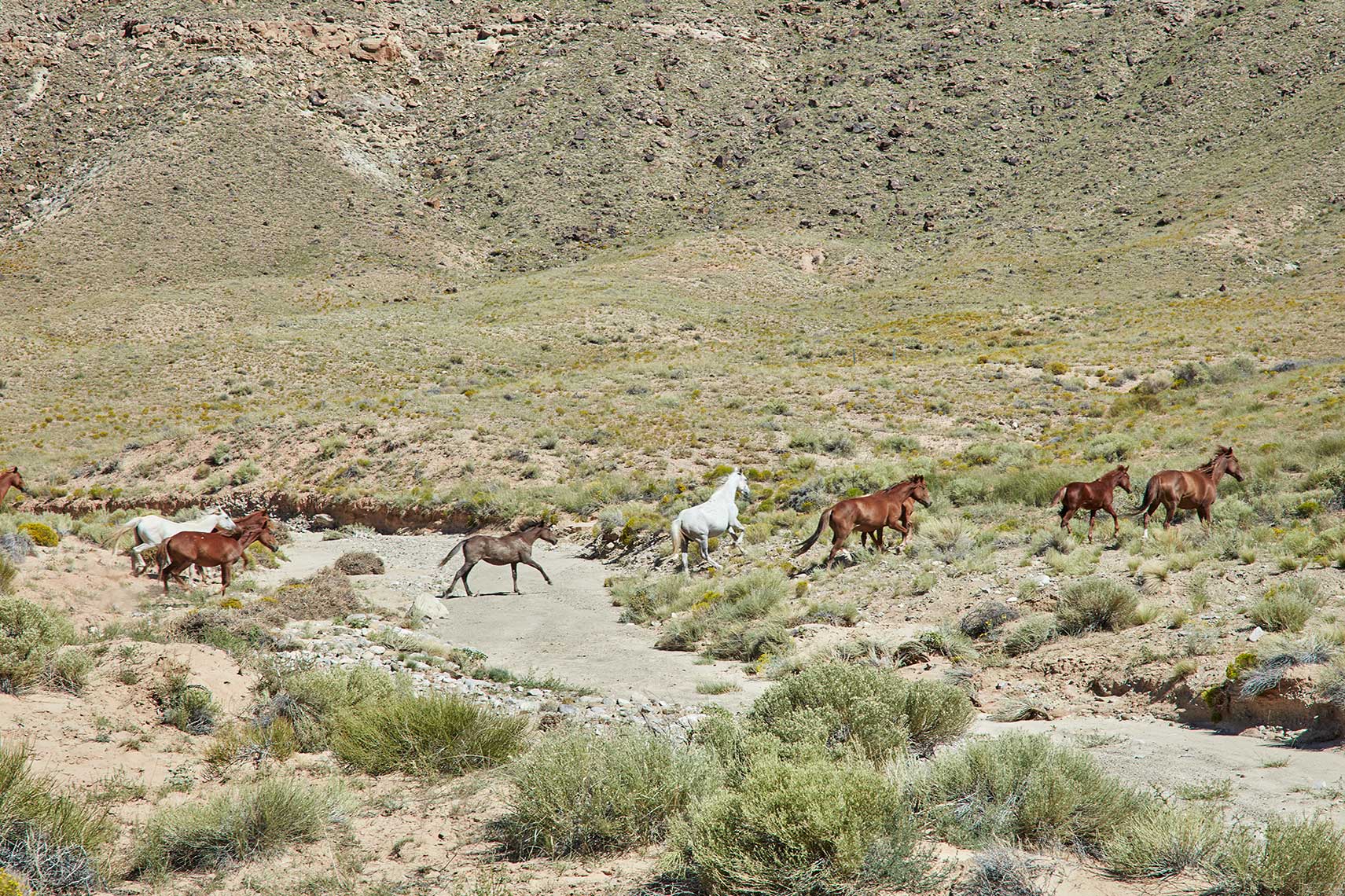 Galloping Horses | Towaoc, CO
