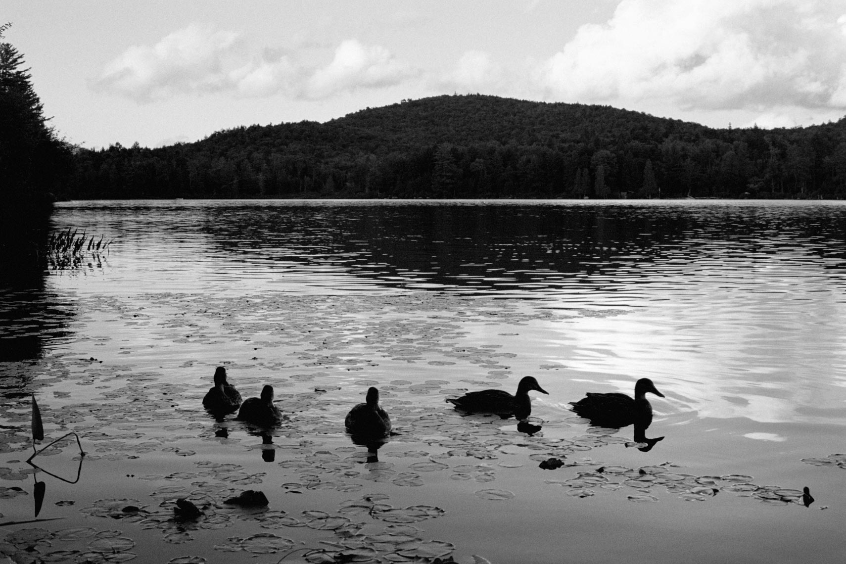 Ducks