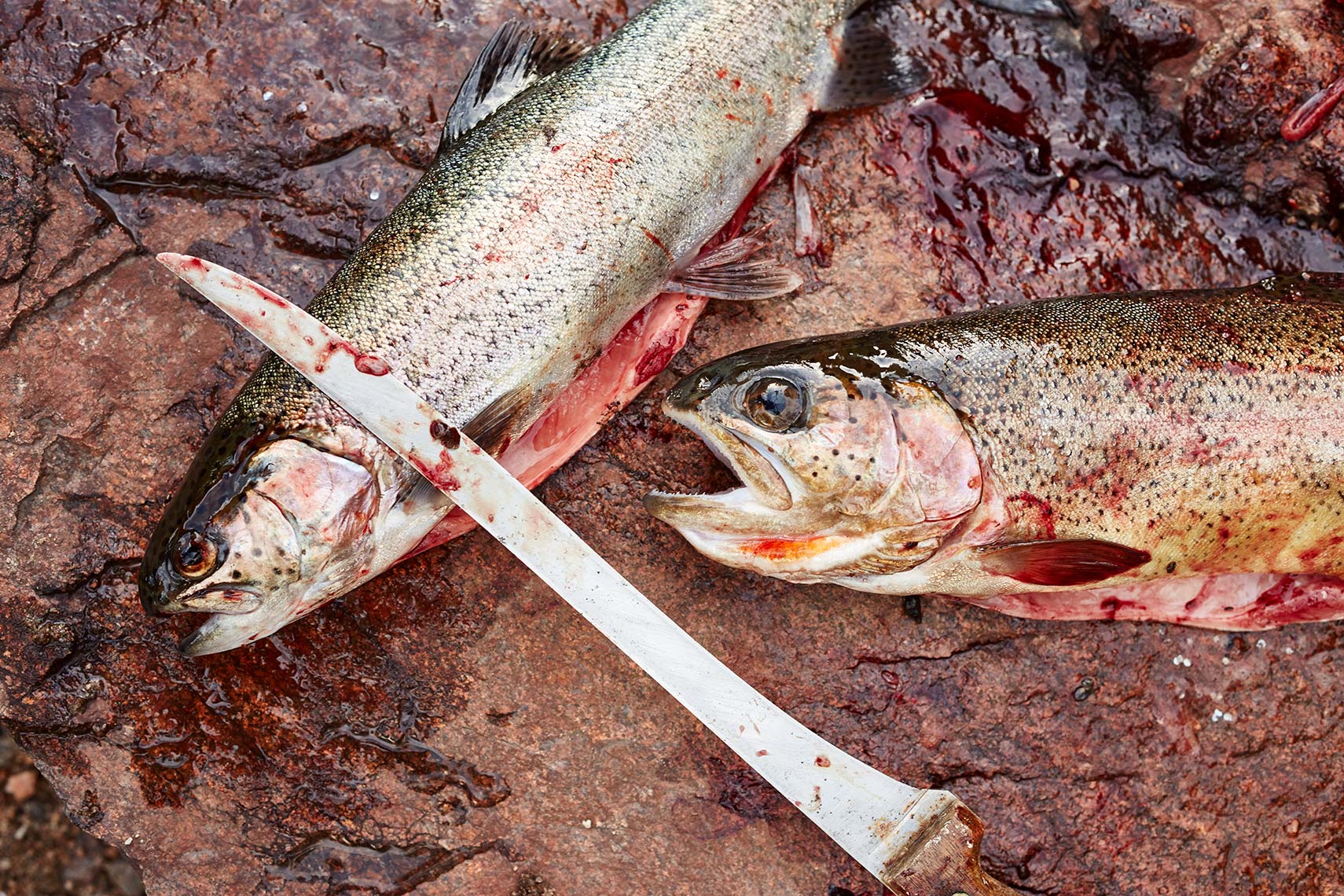 Field Dressed Trout