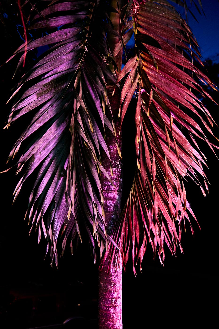 PinkPalm