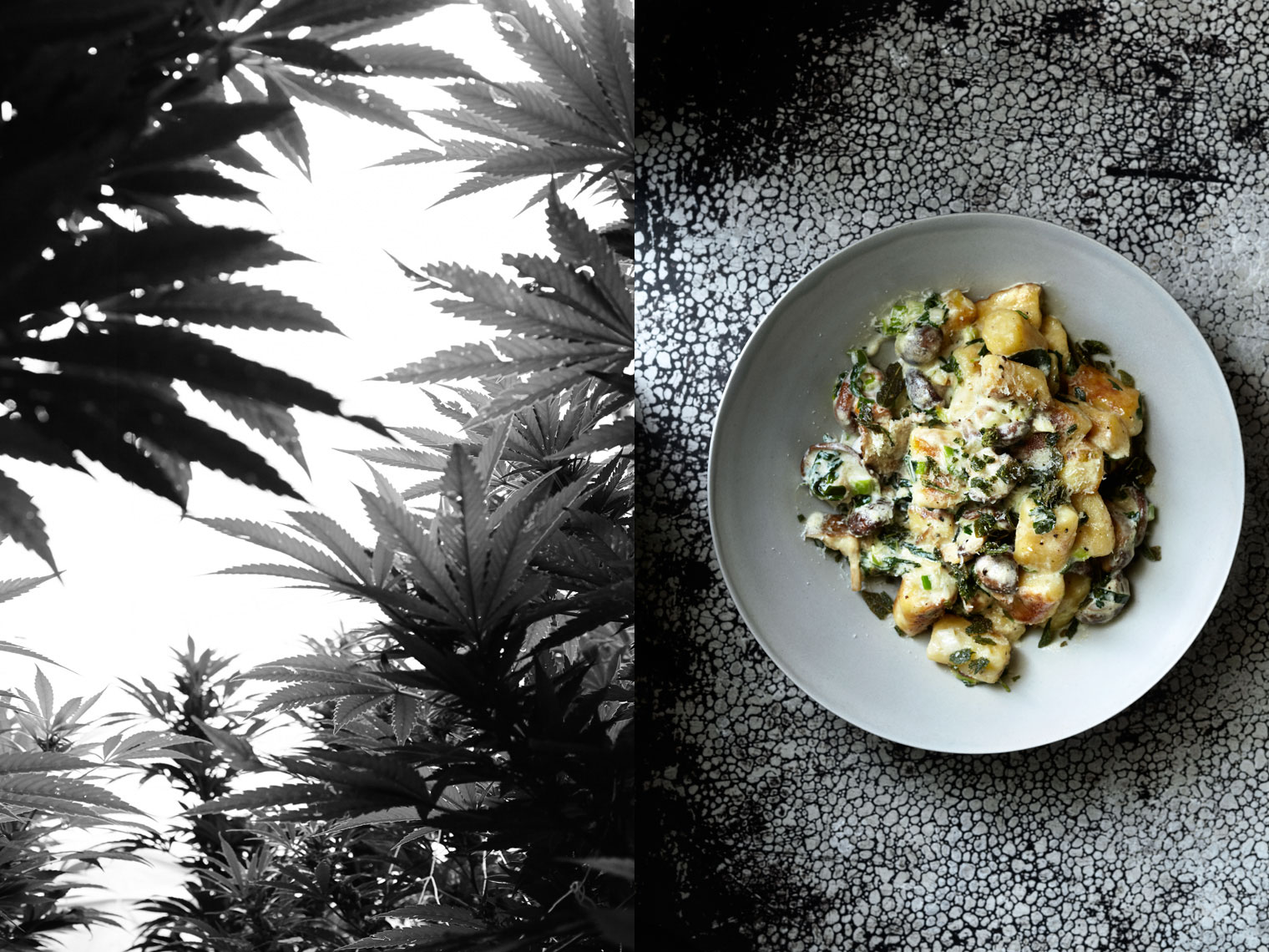 Sinsemilla | Gnocchi White Widow Buttered