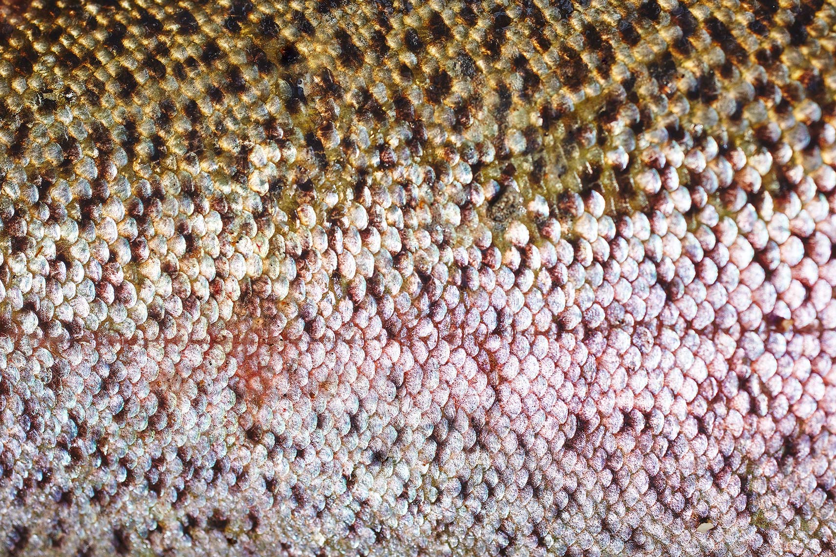 Trout Patterns